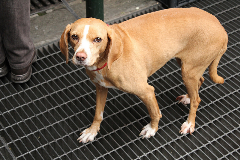 Come raggiungere lo stato di flow cane